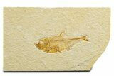 Detailed Fossil Fish (Diplomystus) - Wyoming #333797-1